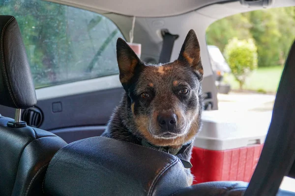 Korkmuş Köpek Arabanın Arka Koltuğunda Saklanırken Sahibini Dikizler — Stok fotoğraf