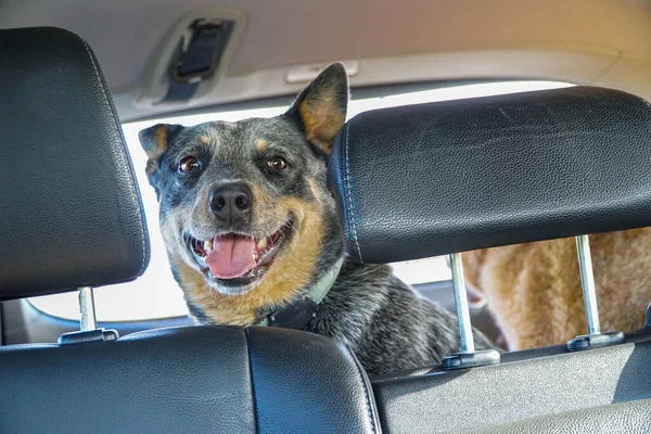 Eager Canine Companion: A joyful dog gazes at its owner with excitement and happiness during a car ride.