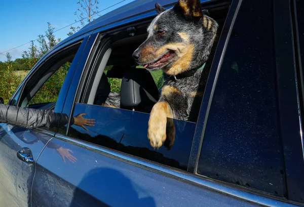 かわいい犬は喜んで車の窓から頭を突き出し 家族旅行を楽しんでいます — ストック写真
