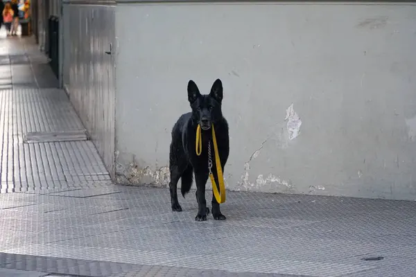 Perro Paciente Con Correa Esperando Ansiosamente Paseo Por Calle — Foto de Stock