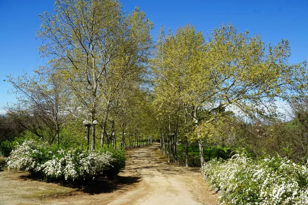 Canlı kır çiçekleri ve yükselen ağaçlarla dolu büyüleyici bir toprak yol..