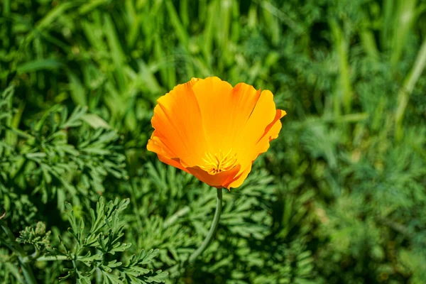 A close-up of a yellow poppy flower in a sunny field.
