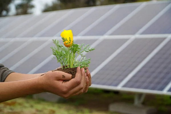 A hand holding a beautiful flower in front of solar panels.