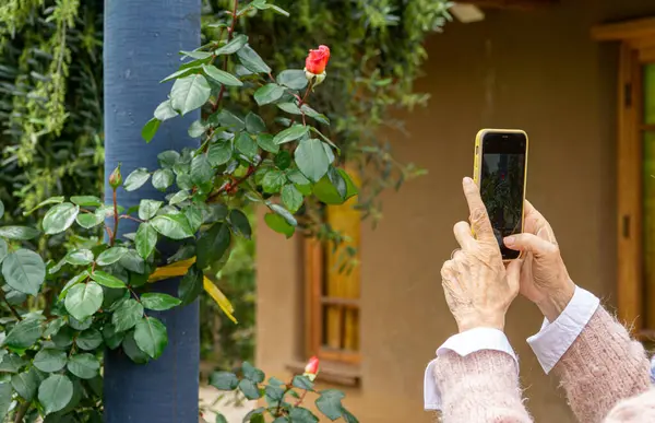 Close-up view of elderly hands capturing a photo of a flower in her garden.