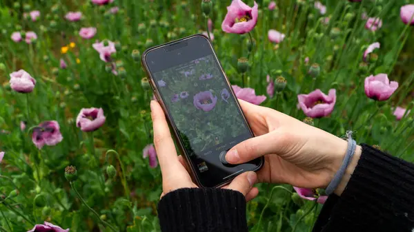 Güzel bir çiçeğin telefonuyla fotoğraf çeken genç bir kadının yakın çekim görüntüsü..