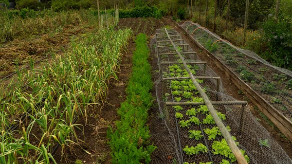 View of a well-organized vegetable garden.