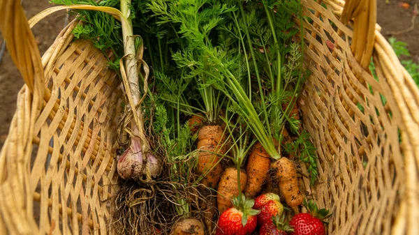 Harvested bounty in a basket filled with fresh vegetables.