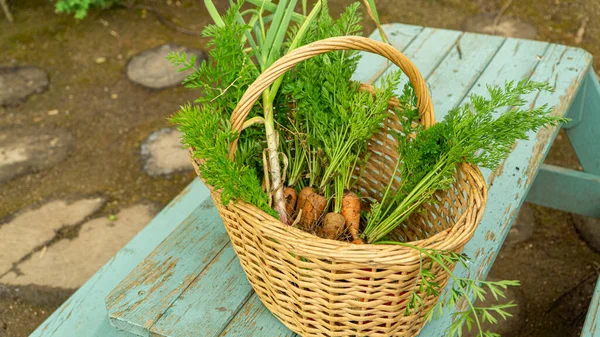 Wicker basket with freshly harvested carrots in the field on a charming light blue wooden table.
