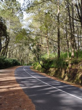 Bali Adası, 08 Mayıs 2023: Güneşli bir yaz günü, Kintamani, Bangli, Endonezya 'da tropikal bir çam ormanının ortasında estetik açıdan eğimli eğri yol