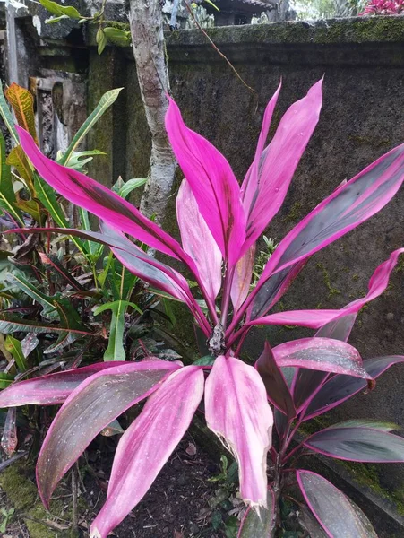 Остров Бали Мая 2023 Года Пурпурные Розовые Листья Растения Фруктового — стоковое фото