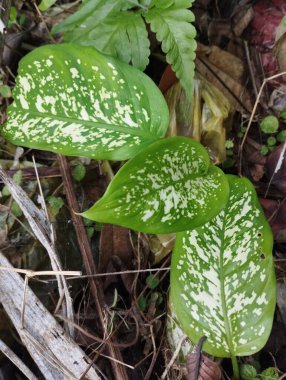 Bali Adası, 18 Mayıs 2023: Caladium bicolor, Endonezya 'nın Karangasem kentinde yetişen Calathea familyasından bir bitki cinsidir.