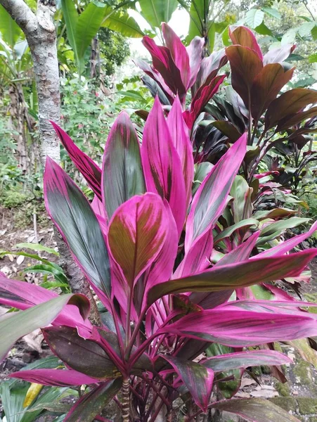Bali Island Maio 2023 Folhas Roxas Rosa Planta Cordyline Fruticosa — Fotografia de Stock