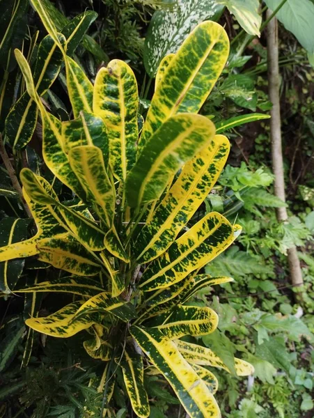 バリ島 2023年5月18日 黄色と緑の葉を持つ品種のクロトン植物の近くに他の植物を背景に インドネシアのKarangasem — ストック写真
