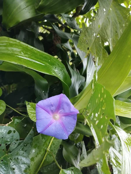 巴厘岛 2023年5月22日 背景为绿叶的花园中的紫色花 石榴花 — 图库照片