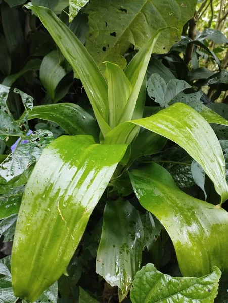 2023年5月22日バリ島 雨の後 庭のブロメリアの緑の葉の閉鎖 — ストック写真