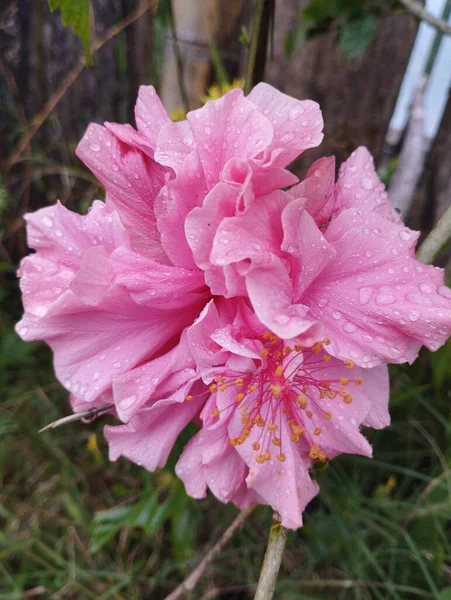 巴厘岛 2023年5月22日 印度尼西亚 粉红芙蓉花绽放 花瓣上有雨滴 背景模糊 — 图库照片