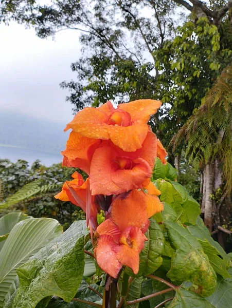 2023年5月22日 印度尼西亚巴厘岛 花瓣上有雨滴 绿叶为背景的橙花 — 图库照片