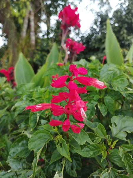 Wyspa Bali Maja 2023 Zamazane Zdjęcie Czerwony Kwiat Zielonymi Liśćmi — Zdjęcie stockowe