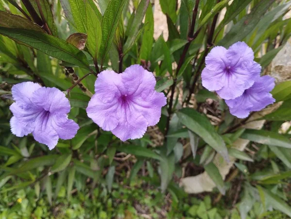 Остров Бали Мая 2023 Года Фиолетовые Цветы Ruellia Tuberosa Цветет — стоковое фото