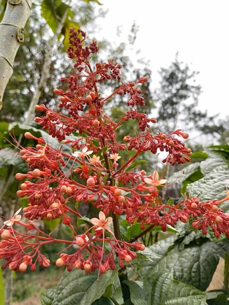 Isla Bali Mayo 2023 Flor Pagoda Clerodendrum Paniculatum Roja Florece — Foto de Stock