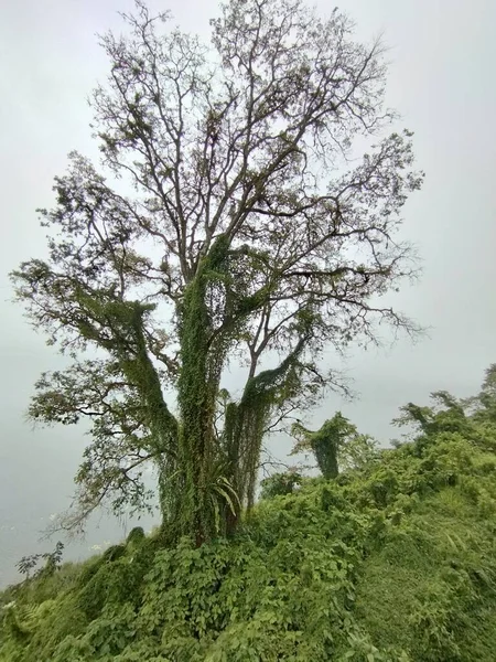 Bali Island May 2023 Trees Fog Green Grass Top Mountain — Stock Photo, Image