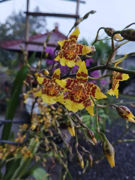 印度尼西亚巴厘岛2023年5月22日 花园中美丽的黄色兰花 有选择的重点 — 图库照片