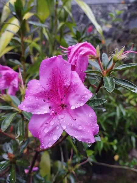 巴厘岛 2023年5月22日 印度尼西亚 粉红杜鹃花在花园里 花瓣上有雨滴 绿色背景模糊 — 图库照片