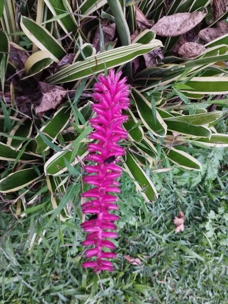 2023年5月22日バリ島 観賞用の葉と緑の草を背景にした庭のピンクの花 クルマ ロンガ — ストック写真