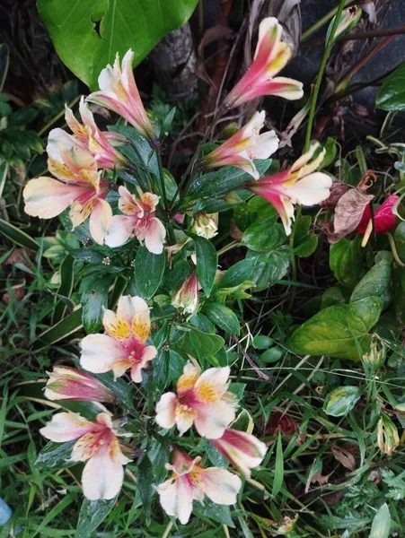 Wyspa Bali Maja 2023 Piękne Kwiaty Alstroemerii Kwitnące Ogrodzie Zielonymi — Zdjęcie stockowe