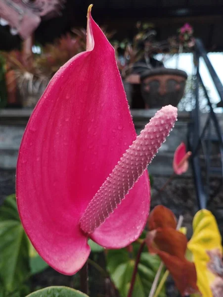 バリ島 2023年5月22日 庭の美しいピンクのアンスリウムの花 インドネシアの写真のクローズアップ — ストック写真