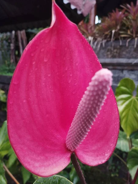 巴厘岛 2023年5月22日 印度尼西亚 花园中红花的选择性焦点 — 图库照片