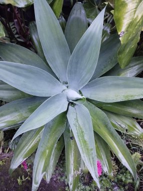 Bali Adası, 22 Mayıs 2023: Agave americana bitkisi botanik bahçesinde, Endonezya 'nın en üst manzarası.