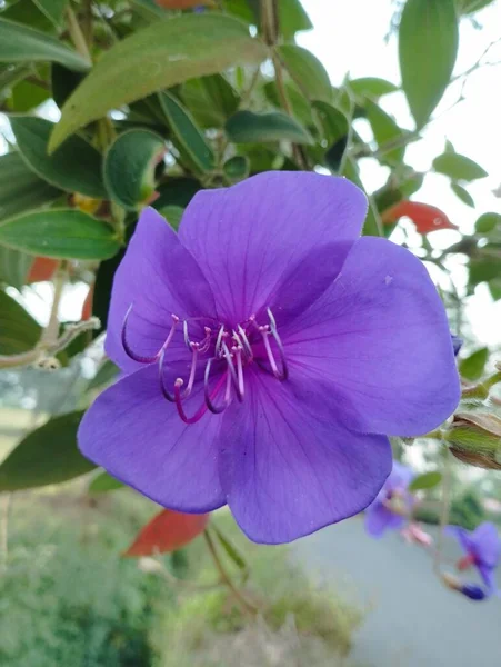巴厘岛 2023年6月24日 印度尼西亚 美丽的紫色花朵在花园里绽放 — 图库照片