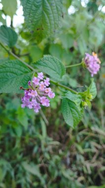 Bali Adası, 27 Haziran 2023: Endonezya 'nın arka planında yeşil yapraklı Lantana Camara çiçeği