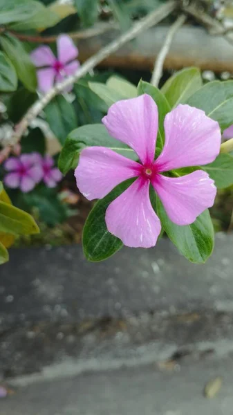 Bali Island Junho 2023 Pink Periwinkle Flowers Garden Vinca Rosea — Fotografia de Stock