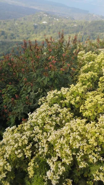 Bali Island June 2023 Flowering Bush Green Leaves Background Mountains — Stock Photo, Image