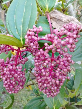 Bali Adası, 24 Haziran 2023: Bitmeyen yeşil çalıların pembe çiçekleri (Ficus carica), Endonezya