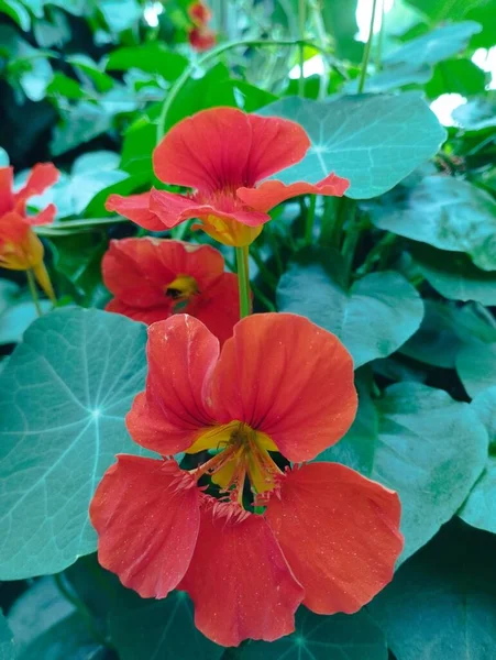 巴厘岛 2023年6月24日 Nasturtium Flowers Garden Close Photo Indonesia — 图库照片