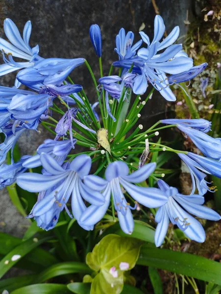 バリ島 2023年6月24日 庭の美しい青アガパントスの花 クローズアップ インドネシア — ストック写真