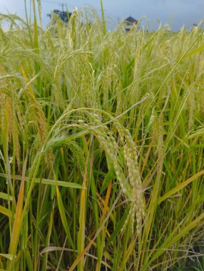 Bali Adası, 25 Haziran 2023: Jatiluwih, Tabanan, Endonezya