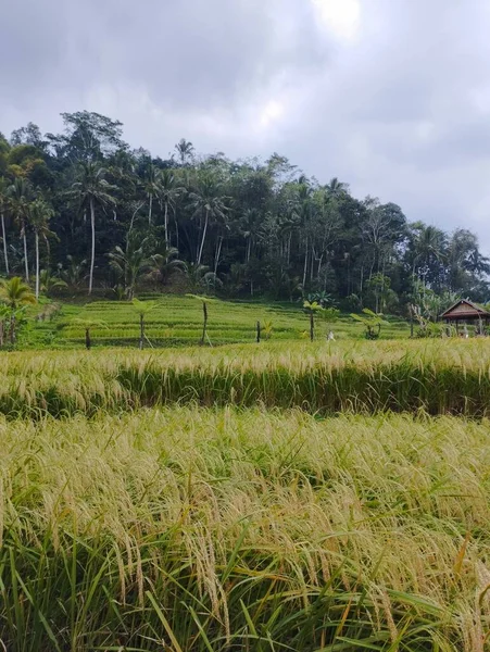 Jatiluwih Junio 2023 Campos Arroz Bali Con Bosque Verde Como — Foto de Stock