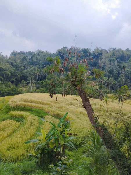 2023年6月25日 印度尼西亚巴厘岛的水稻梯田 巴厘的稻田 — 图库照片