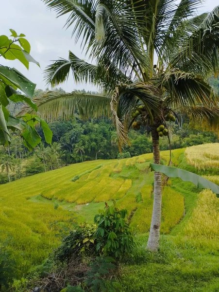 Tabanan Juni 2023 Terrasserade Risfält Jatiluwih Bali Indonesien — Stockfoto