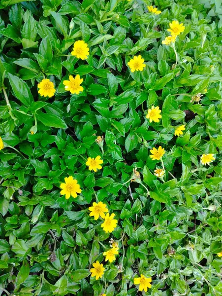 Bali Island June 2025 Yellow Flowers Green Grass Garden Top — Stock Photo, Image