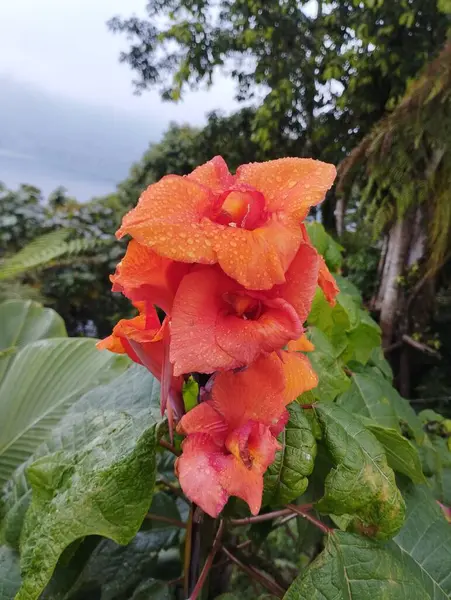 2023年5月22日 印度尼西亚巴厘岛 花瓣上有雨滴的橙花 — 图库照片