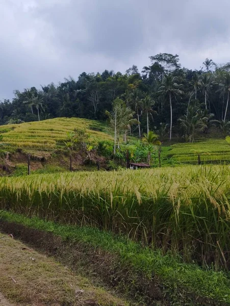 Jatiluwih Ιουνίου 2023 Αγροτεμάχια Ρυζιού Στο Νησί Μπαλί Ινδονησία — Φωτογραφία Αρχείου