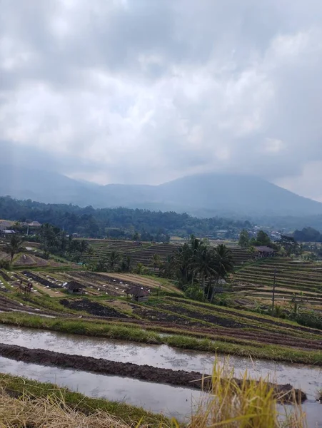 Jatiluwih Czerwca 2023 Tarasy Ryżowe Bali Indonezja Wulkanem Tle — Zdjęcie stockowe