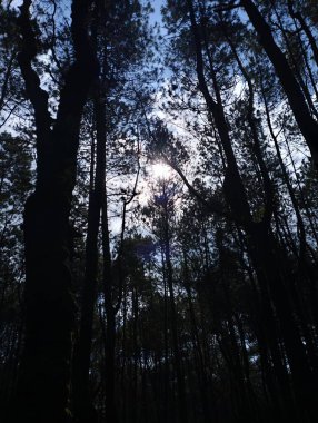 Bali Adası, 08 Mayıs 2023: Endonezya 'nın Bangli kentindeki Kintamani ormanında çam ağaçlarının silueti.