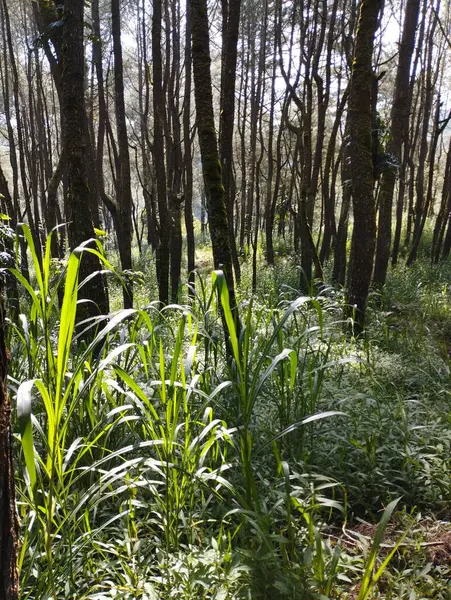 Bali Island May 2023 Sugarcane Plantation Pine Forest Kintamani Bangli — Stock Photo, Image