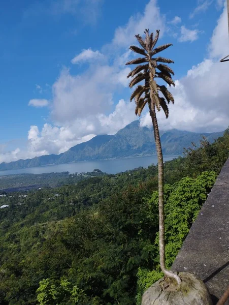 Kintamani Maj 2023 Palmträd Toppen Ett Berg Bali Indonesien — Stockfoto